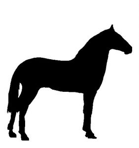 arabian-hevonen-1